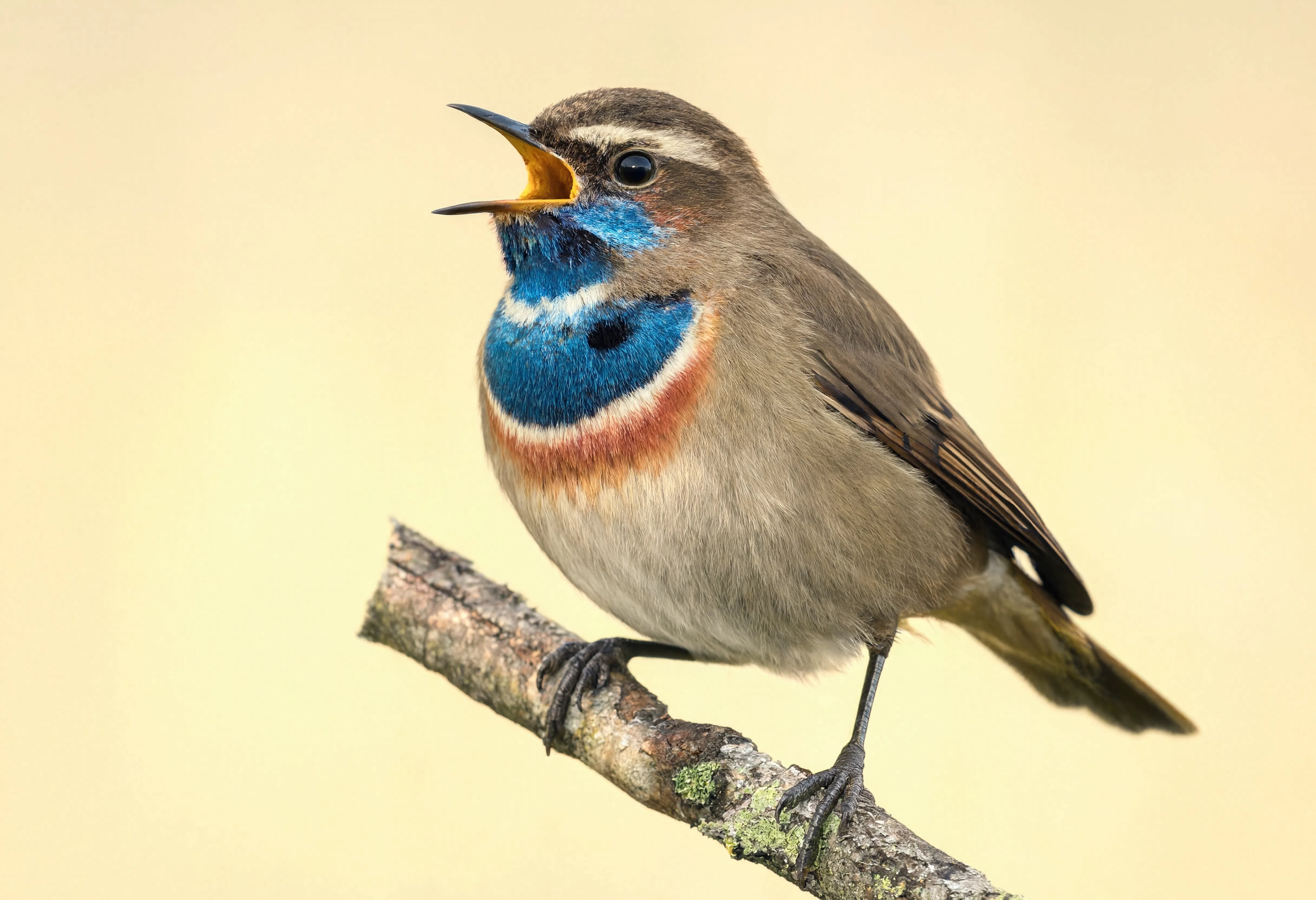 Bluethroat Mid Song 2 - Animals/Wildlife
