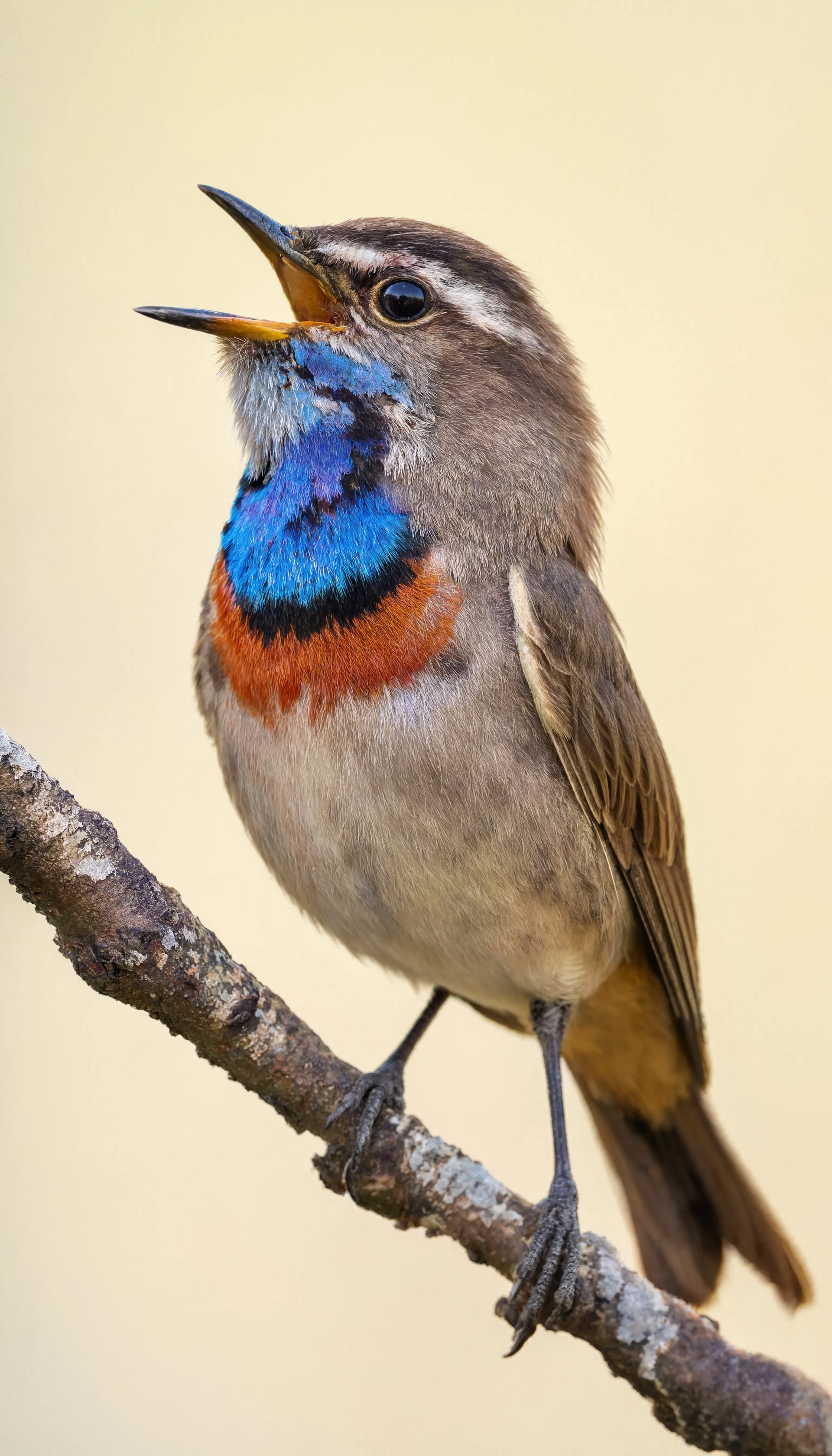 Bluethroat Mid Song - Animals/Wildlife