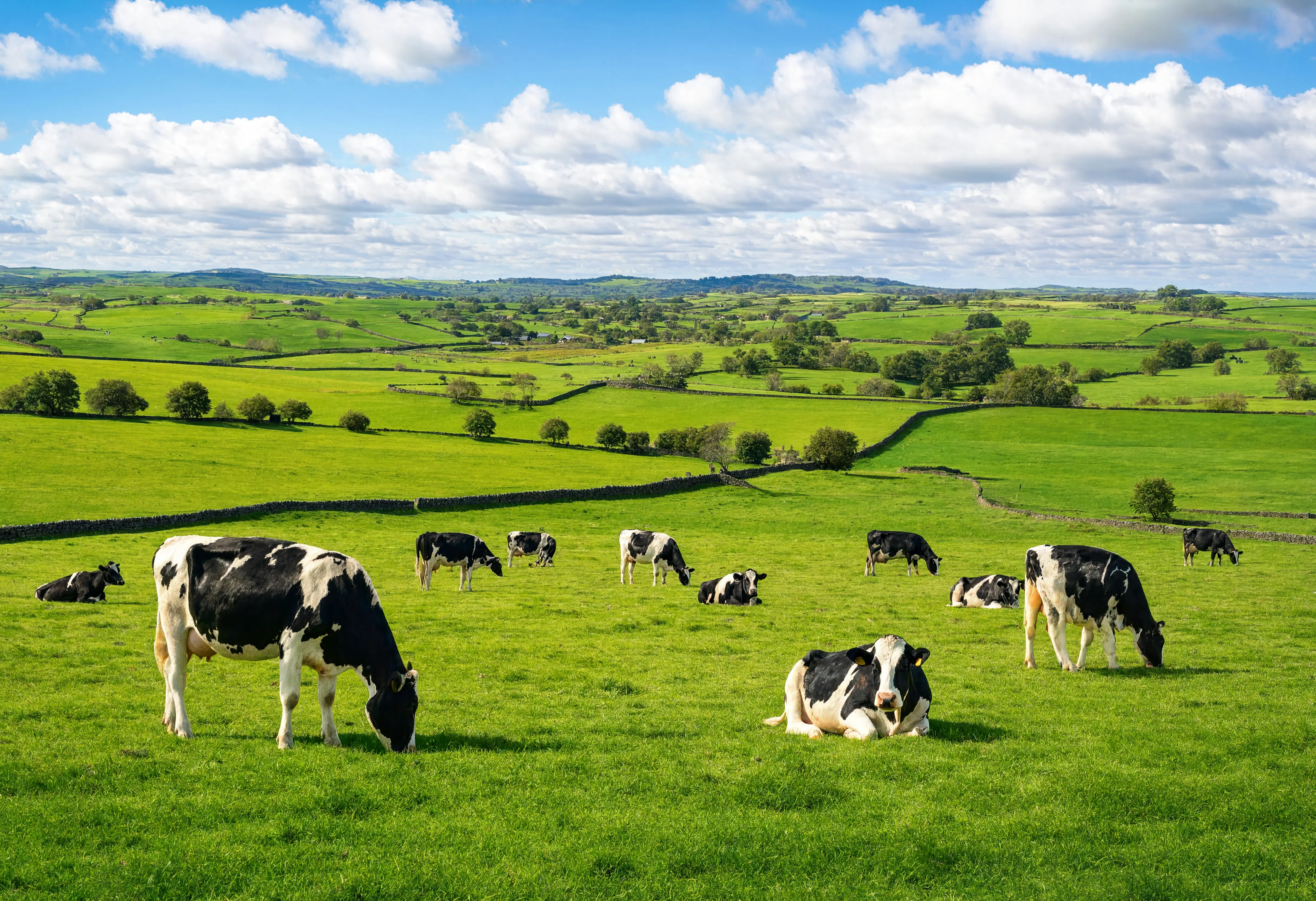 Pastoral Dairy Cows 2 - Nature