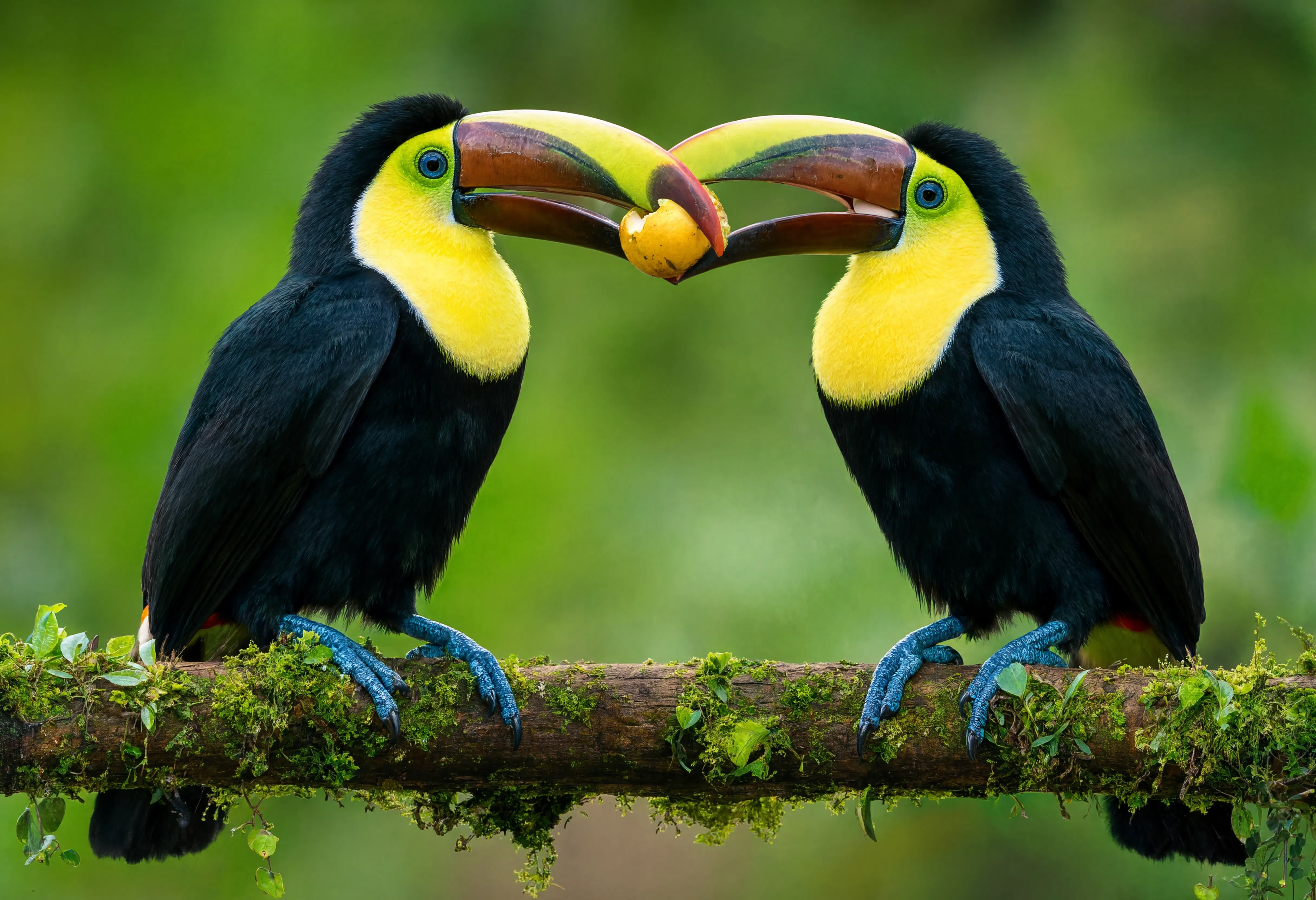 Toucans Sharing Fruit 2 - Animals/Wildlife