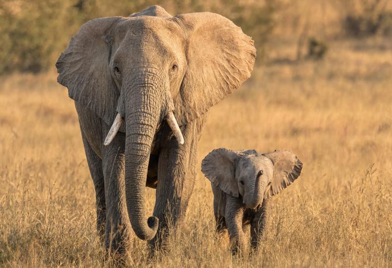 Elephant Mother And Calf 5