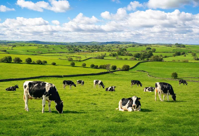 Pastoral Dairy Cows 2