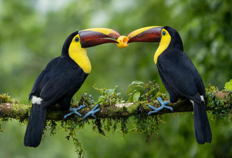 Toucans Sharing Fruit