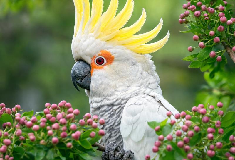 Crested Parrot In Greenery