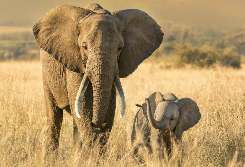 Elephant Mother And Calf 6