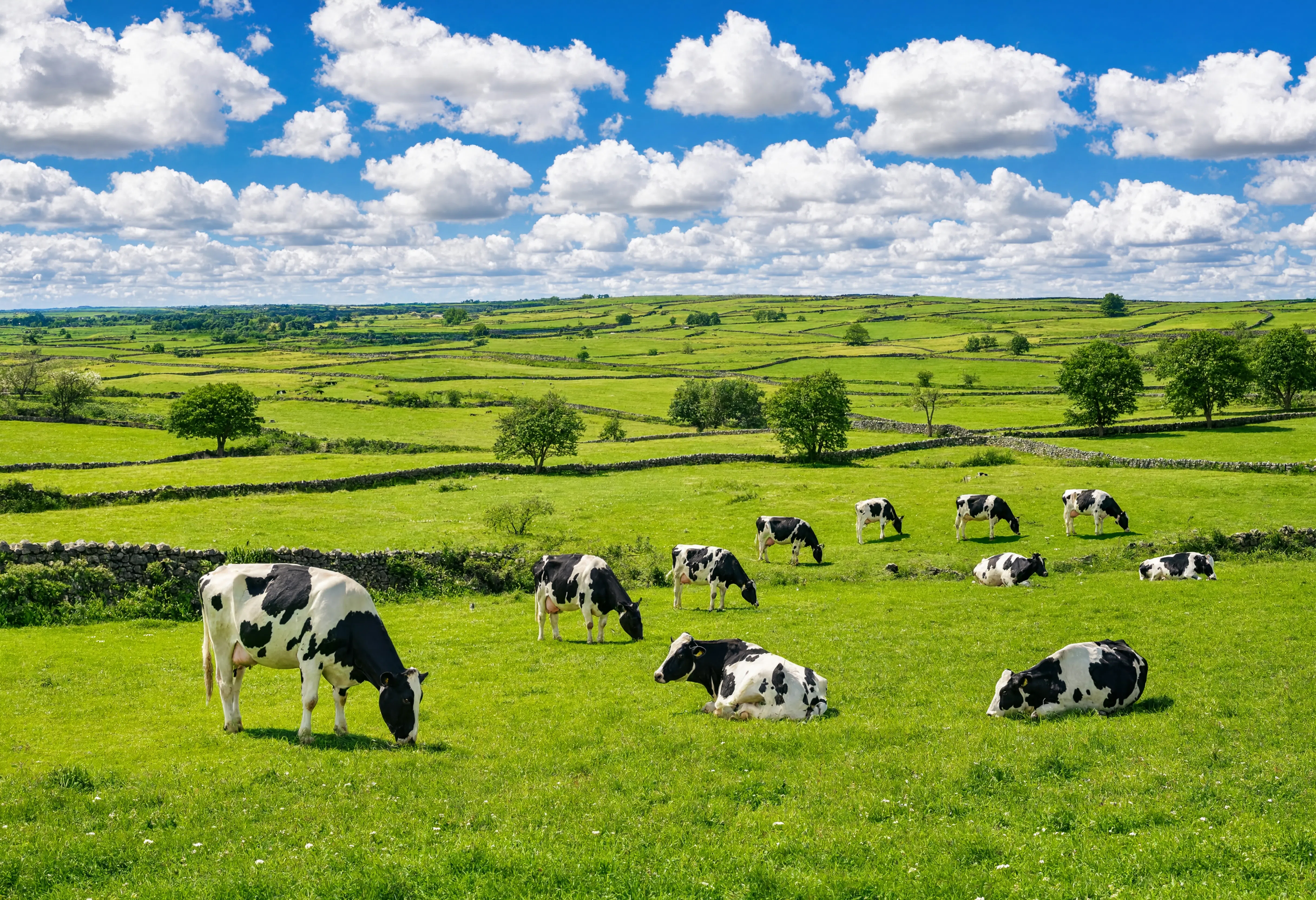 Pastoral Dairy Cows - Animals/Wildlife