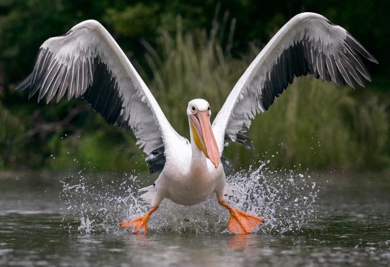 Pelican Landing Splash