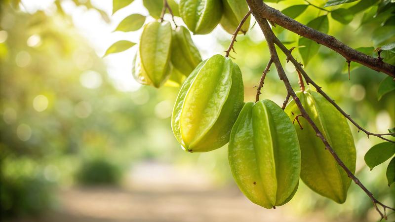 Star Fruit Hanging On Tree In Garden, Star Fruit On Tree In Natural Warm Sunlight Background (8)