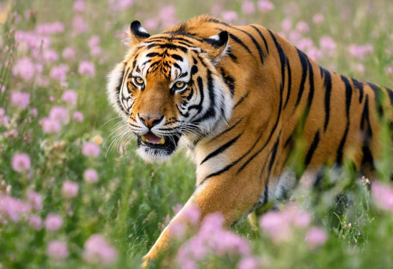 Young Tiger In Wildflowers