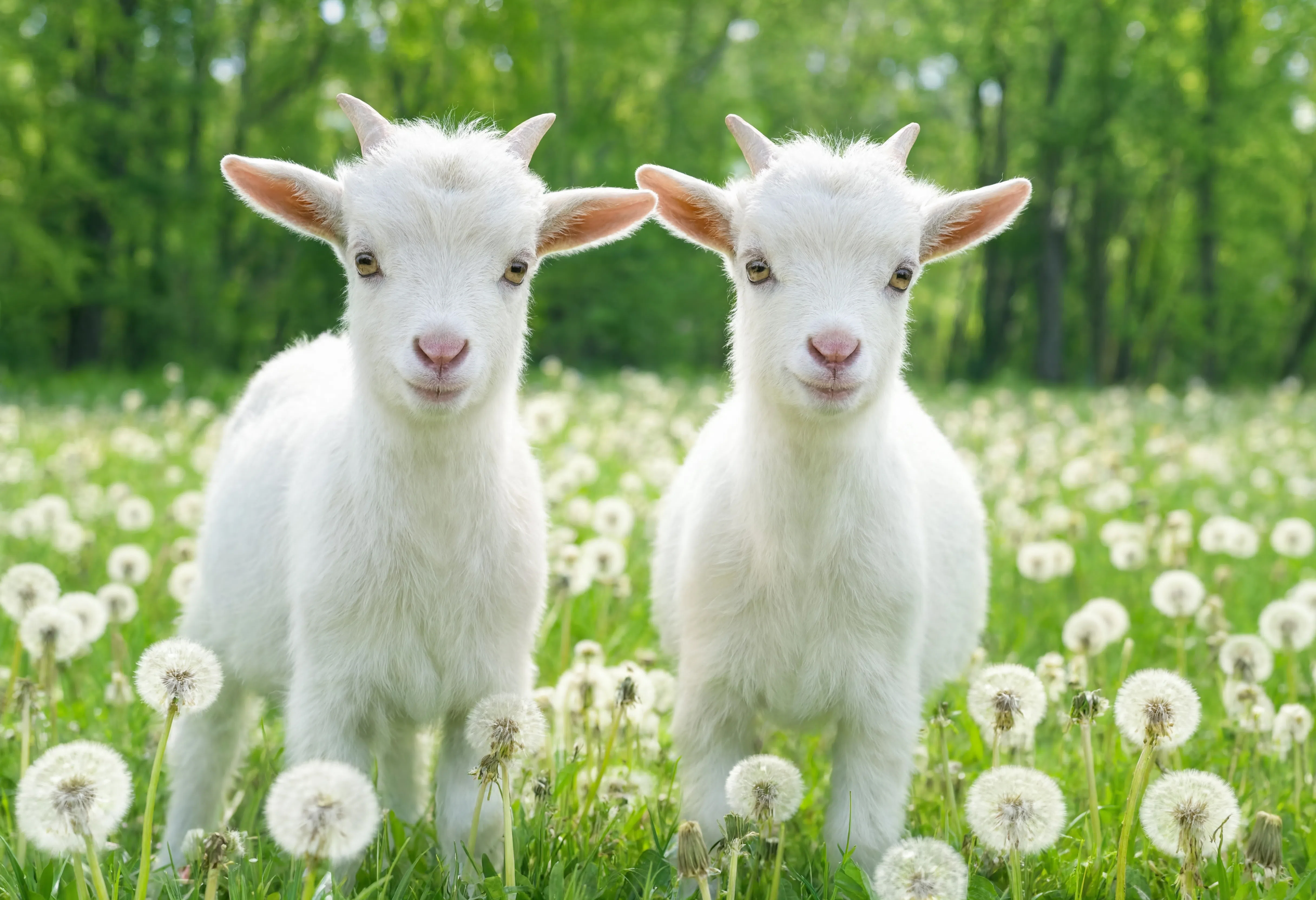 Young White Goats In Meadow - Animals/Wildlife